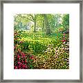 Bright Hazy Sunlight Through Azalea And Framed Print