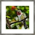 Brilliant Color Of The Ruby-throated Hummingbird Framed Print