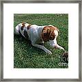Brittany Spaniel And Box Turtle Framed Print