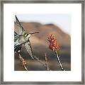 Broadbill Hummingbird And Octicillo Framed Print