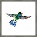 Broadbilled Fan Tail Hummingbird Framed Print