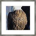 Broken Wing Proud Spirit Framed Print