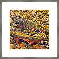 Brook Trout Framed Print