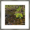 Brook Trout Country Framed Print