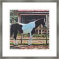Brown And White Horse By Stable Framed Print