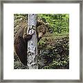 Brown Bear Adult Climbing A Tree Framed Print