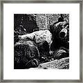 Brown Bear Framed Print