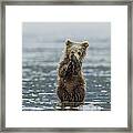 Brown Bear Cub Framed Print