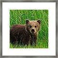 Brown Bear Cub, Lake Clark National Framed Print