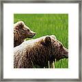 Brown Bear Cub Standing On Mothers Back Framed Print
