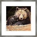 Brown Bear Family Framed Print