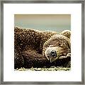 Brown Bear, Katmai National Park, Alaska Framed Print