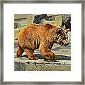 Brown Bear Framed Print