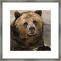 Brown Bear With Long Claws Framed Print