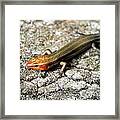 Brown Headed Skink Framed Print