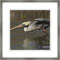 Brown Pelican Fishing Photo Framed Print
