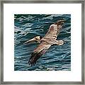 Brown Pelican Flying 1 Framed Print