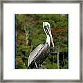 Brown Pelican Framed Print