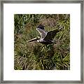 Brown Pelican - In Flight Framed Print