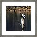 Brown Pelican Perched Framed Print