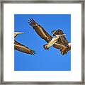 Brown Pelicans In Flight Framed Print