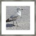 Brown Tailed Gull Framed Print