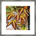 Brown Yellow Leaves Framed Print