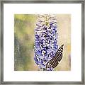 Brownish Butterfly In Delphinium Framed Print