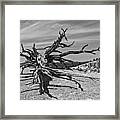 Bryce Canyon Tree Art Framed Print