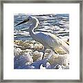 Bubbles Around Snowy Egret Framed Print