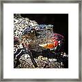 Bubbles The Crab Framed Print