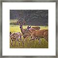 Buck And Doe And Fawn At Sunset Framed Print
