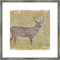 Buck In Field Framed Print