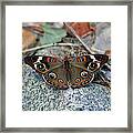 Buckeye Butterfly On Rocks Framed Print