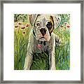 Buddy The Boxer Framed Print