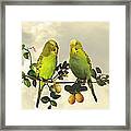 Budgerigars In Kumquat Tree Framed Print