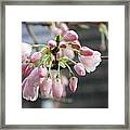 Buds Of The Akebono Cherry Framed Print