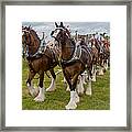 Budweiser Clydesdales Framed Print