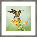 Buff-tailed Coronet Hummingbird Framed Print