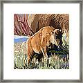 Buffalo Calf Framed Print