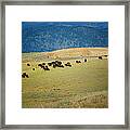 Buffalo Herd Framed Print