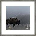 Buffalo In The Mist Framed Print