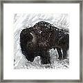 Buffalo In The Snow Framed Print