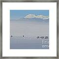 Buffalo In Fog And Snow With Buffalo Peaks In Background Framed Print