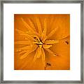 Buggy Flower Framed Print