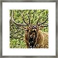 Bugling Bull Elk Ii Framed Print