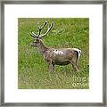 Bukhara Stag In Early Summer Framed Print