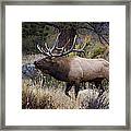 Bull Elk Bugle Framed Print