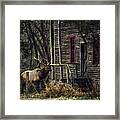 Bull Elk By The Old Boxley Mill Framed Print
