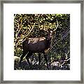 Bull Elk Crossing The Hailstone Framed Print